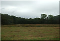 Grassland towards Osier Plantation in Beccles & Worlingham Ward