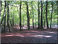 Looking across the main brick pit area from the path through Roundhill Wood in HP23 6LT