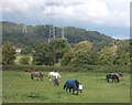 Horses in field next to Apperley Lane, Apperley Bridge in BD10 0PN