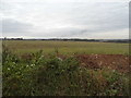 Field by Chalfont Lane, West Hyde in West Hyde