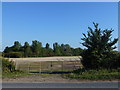 Gates and woodland on Snailwell Road in Landwade