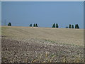 Stubble and tree tops near Barwell in CB25 0BB