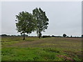 Trees on a field boundary in PE32 2LX