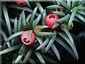 Yew tree and berries, Spilsby Cemetery in PE23 5AA