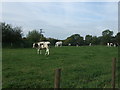 Grazing, New Rent Farm in CA11 9TJ