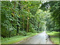 Lane through the plantations towards Lexham Hall in Norfolk in PE32 2QH