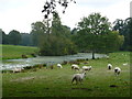 Sheep in the parkland of Lexham Hall, Norfolk in PE32 2QL