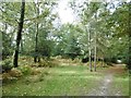 Half Moon Common, open woodland in SO43 7JJ