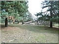 Half Moon Common, fallen tree in SO43 7JJ