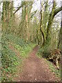Path through the woods, Laugharne in SA33 4QD