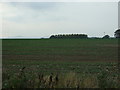 Farmland, Aikbank Common in CA11 9RU