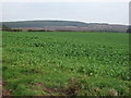 Crop field near Knowe Farm in CA11 9NR