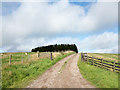 Farm road rising towards plantation in NE48 3JB