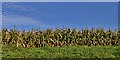 Aslacton, Woodrow Farm: A large field of maize in Aslacton