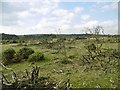 Canada Common, burnt gorse in SO51 6DH