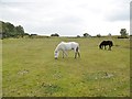 West Wellow Common, ponies in SO51 6DD