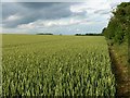 Wheat, Monxton in SP11 7DB