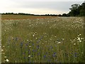 Farmland with wild flowers, Thruxton in SP11 8PP