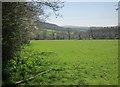Field below Greystone Quarry in PL15 9PA