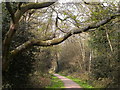 A footpath, Southampton Common in SO16 7AH