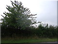 Tree and hedgerow beside Quy Road (B1102) in CB25 9DN