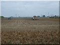Potato harvest, Burwell Fen in CB25 0FU