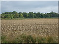 Stubble field off Reach Road in CB25 0DU