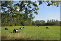 Haylage Bales by the Canal in RG7 4LG