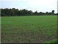Young crop field, Freckenham in IP28 8HZ
