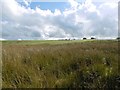 Rough grazing near Corrie in DG11 2NP