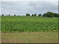 Crop field off Herringswell Road in IP28 6TH