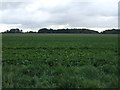 Crop field off Cavenham Road in IP28 6SG