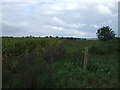 Field margin, Cavenham in IP28 6SE