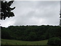 Woodland above Down Farm in BA1 8AD
