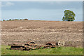 Stubble field with farm implement and lone tree in DL16 7LA