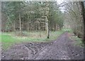 Track & path in Wych Hazel Copse in RG23 7EY