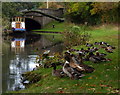 Ducks along the Coventry Canal in WS13 8SG