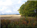 Field of stubble near Grunewald in TD15 1UH