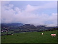 Sheep pasture near Pant-y-crug in SY23 4EL