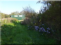 Footpath  to shed with Michaelmas Daisies in PO38 2LE