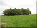 An attractive huddle of young trees in the centre of Charmy Down airfield in BA1 8AG