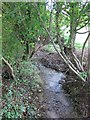 Looking upstream in the Ranscombe valley in BA1 7HJ