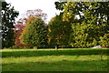 Trees starting to turn, Stowell Park in SN8 4JS