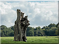 Remains of Old Tree, Woodside Green, Essex in CM22 7UH