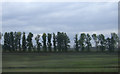 Line of trees near Railway Farm in CB6 3LG