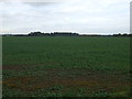 Crop field off Ness Road (B1102) in CB25 0DB
