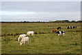 Cattle on Rimmer's Marsh, Marshside in PR9 9SZ