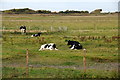 Cattle on Marshside Marsh in PR9 9NY
