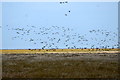 Pink-footed Geese (Anser brachyrhynchus), Marshside in PR9 9NY