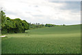 Fields south of Ox Drove in SP3 5HE